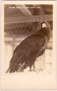 Log Cabin Zoo - Golden Eagle
