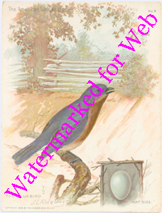 Singer Mfg Advertising Card - American Singer Series - Blue Bird