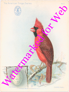 Singer Mfg Advertising Card - American Singer Series - Cardinal