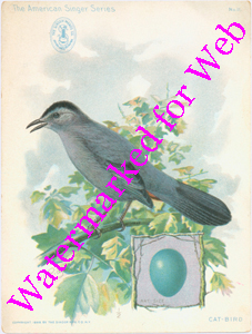 Singer Mfg Advertising Card - American Singer Series - Cat-Bird