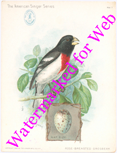 Singer Mfg Advertising Card - American Singer Series - Rose-breasted Grosbeak