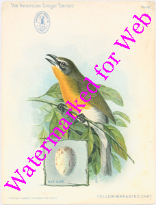 Singer Mfg Advertising Card - American Singer Series - Yellow-Breasted Chat