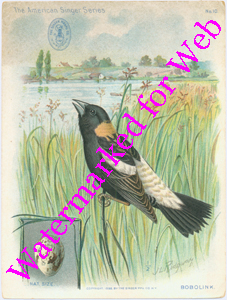 Singer Mfg Advertising Card - American Singer Series - Bobolink
