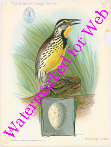 Singer Mfg Advertising Card - American Singer Series - Meadow Lark
