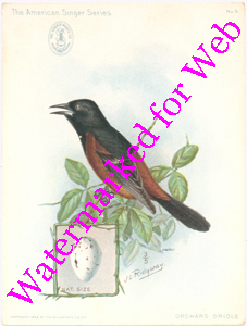 Singer Mfg Advertising Card - American Singer Series - Orchard Oriole