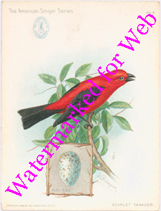 Singer Mfg Advertising Card - American Singer Series - Scarlet Tanager