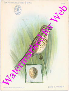 Singer Mfg Advertising Card - American Singer Series - Song Sparrow