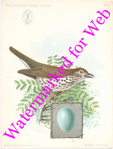 Singer Mfg Advertising Card - American Singer Series - Wood Thrush